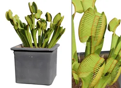 Venus Fly Trap