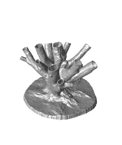 3D Scan of Fastigiate Hornbeam