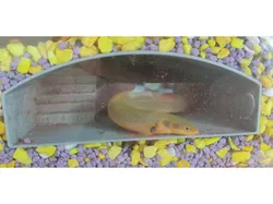 Aquarium underground bunker