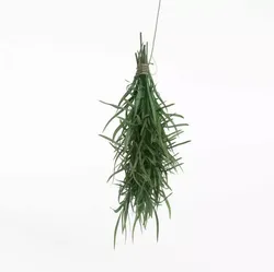 Fresh Green Estragon Tarragon Bundle 3D model