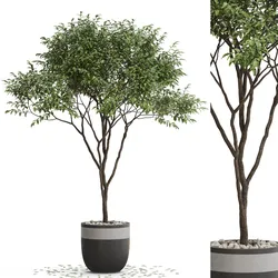 Plants collection 663