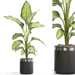 Plants collection 664