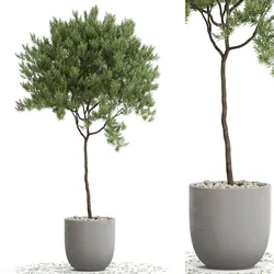 Plants collection 671