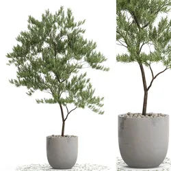Plants collection 672