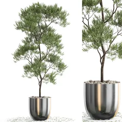 Plants collection 673