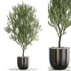 Plants collection 675