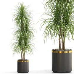 Plants collection 681
