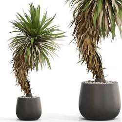 Plants collection 686