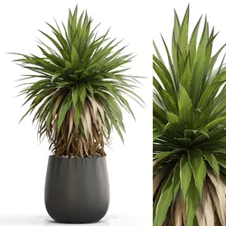 Plants collection 689