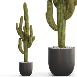 Plants collection 690