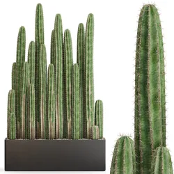 Plants collection 693