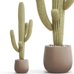 Plants collection 695