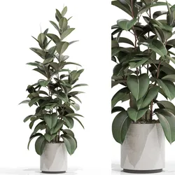 Plants collection 703