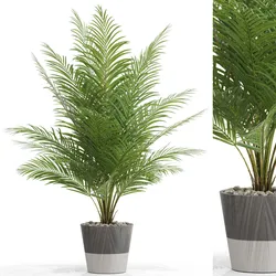 Plants collection 704