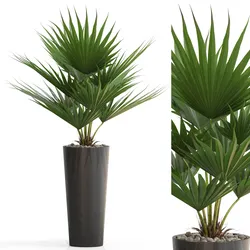 Plants collection 707