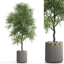 Plants collection 708