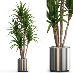 Plants collection 714