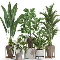 Plants collection 716