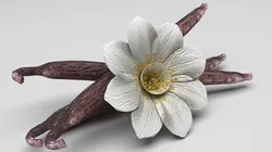 Vanilla