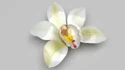 Vanilla Flower