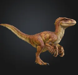 Baby Velociraptor