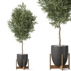 Plants collection 822