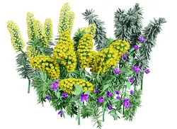 Gopher Spurge