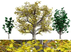 Autumn Oak Trees