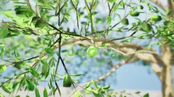Game-Ready Guava Tree with free Tutorial