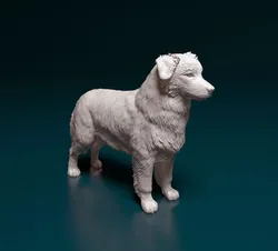 Australian shepherd