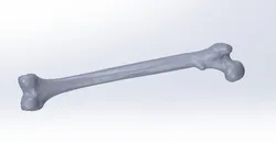 Femure Bone