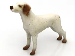 German pointer