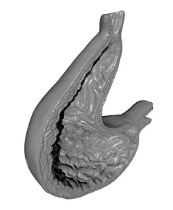 Human Stomach Cross Section Anatomy