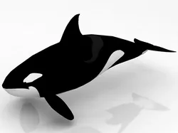 Killer Whale