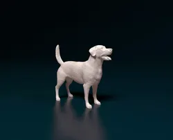 Labrador 4 retriever
