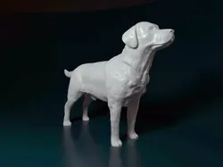 Labrador