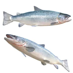 Salmon fish