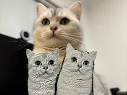 Convierte a tu gato en un grabado: Comparativa HueForge vs MakerLab Chroma Canvas - Modelo de impresión 3D gratuito