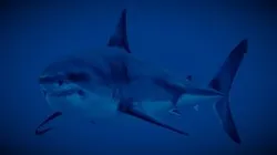 Realistic White Shark