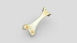 Bone