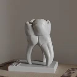 🦷Anatomy of Moral Tooth