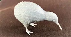 Kiwi Bird!