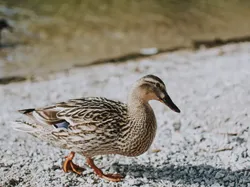 pato - Modelo de impresión 3D gratuito