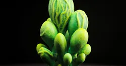 Tabletop plant: "Blob Crowd Plant" (Alien Vegetation 15)