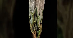 Tabletop plant: "Rock Claw 1" (Alien Vegetation 18)