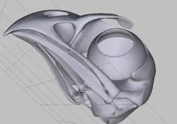 The skull hawk