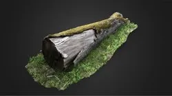 Detailed Mossy Oak Tree Trunk In Grass Scan