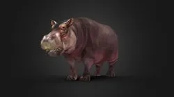 Hippopotamus - Rigged