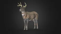 Male White Tail Deer - Rigged