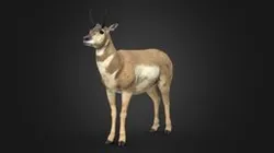 Pronghorn - Rigged